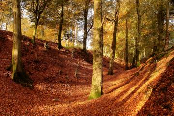 DIG 51 Woodbury Castle (KW)